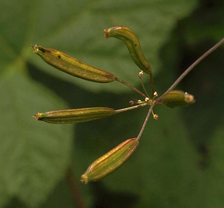 Western Sweet-Cicely - Osmorhiza occidentalis