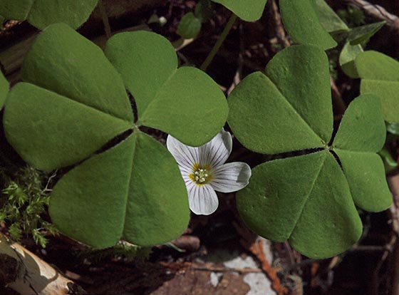 Redwood Sorrel - Oxalis oregana