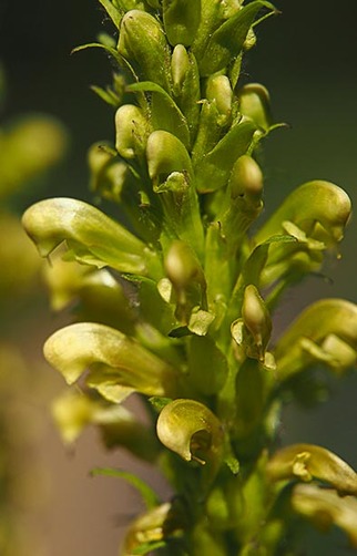 Pale Bracted Lousewort - Pedicularis bracteosa var. flavida