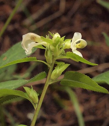 White Sickletop Lousewort - Pedicularis racemosa var. alba