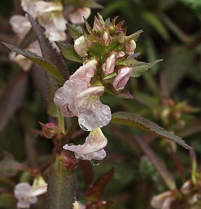 Sickletop Lousewort - Pedicularis racemosa var. racemosa