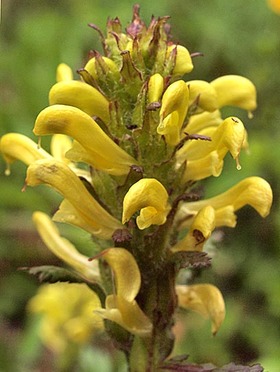 Mount Rainier Lousewort - Pedicularis rainierensis