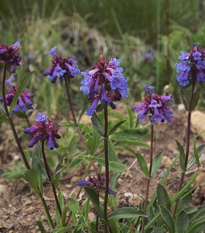 Small-flowered Penstemon - Penstemon procerus var. tolmiei