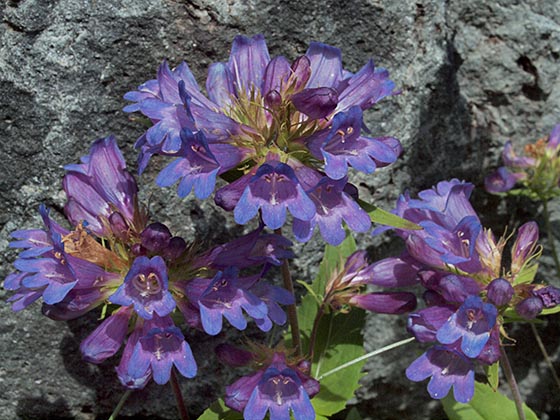 Cascade Penstemon - Penstemon serrulatus