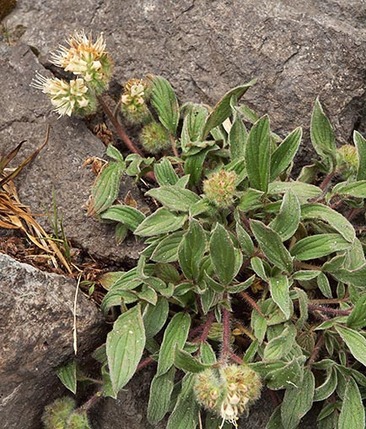 Silver-leaf Phacelia - Phacelia hastata var. compacta