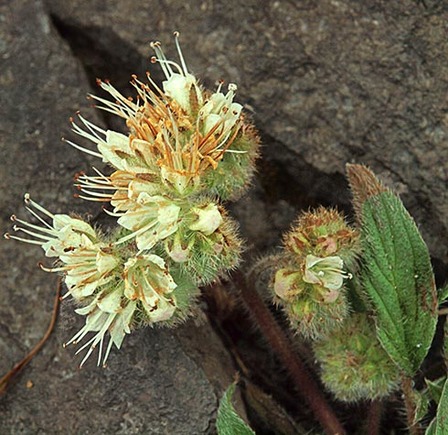 Silver-leaf Phacelia - Phacelia hastata var. compacta