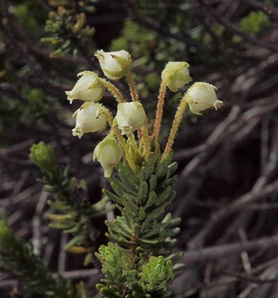 Yellow Heather - Phyllodoce glanduliflora