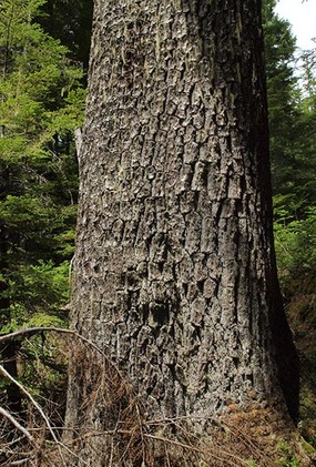Western White Pine - Pinus monticola