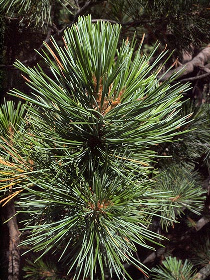 Western White Pine, Pinus monticola