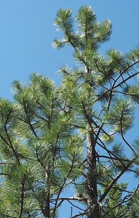 Ponderosa Pine - Pinus ponderosa var. ponderosa