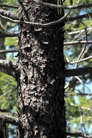 Ponderosa Pine - Pinus ponderosa var. ponderosa