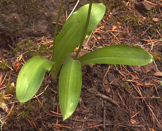 Alaskan Rein-orchid - Piperia unalascensis