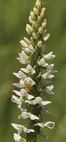 White Bog Orchid - Platanthera dilatata var. leucostachys