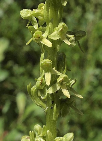 Slender Bog Orchid - Platanthera stricta