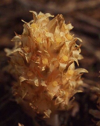 Fringed Pinesap - Pleuricospora fimbriolata