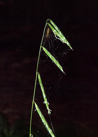 Nodding Semaphore-grass - Pleuropogon retrofractus