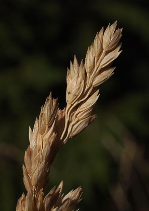 Cusick's Bluegrass - Poa cusickii ssp. epilis