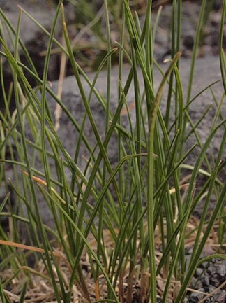 Few-spiked Bluegrass - Poa paucispicula