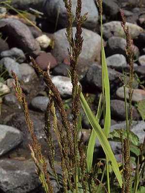 One-sided Bluegrass - Poa secunda ssp. secunda