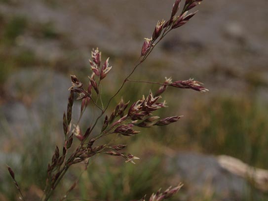 Narrow-flowered Bluegrass - Poa stenantha var. stenantha