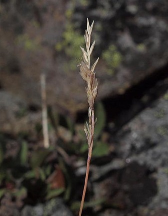 Alpine Bentgrass - Podagrostis humilis