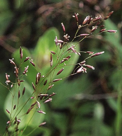 Thurber's Bentgrass - Podagrostis thurberiana
