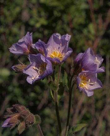 Showy Jacob's Ladder - Polemonium californicum