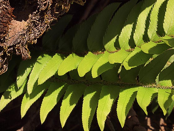 Imbricate Sword Fern - Polystichum imbricans