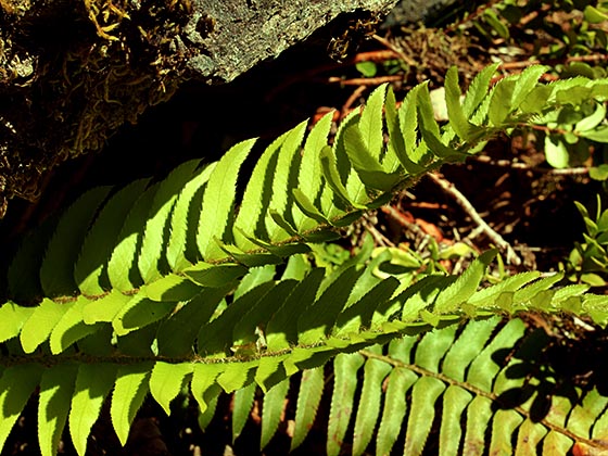 Imbricate Sword Fern - Polystichum imbricans
