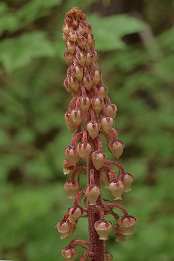 Pinedrops - Pterospora andromedea
