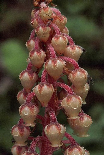 Pinedrops - Pterospora andromedea