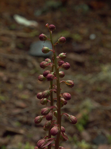 Pink Wintergreen - Pyrola asarifolia ssp. asarifolia