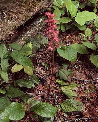 Pink Wintergreen - Pyrola asarifolia ssp. bracteata