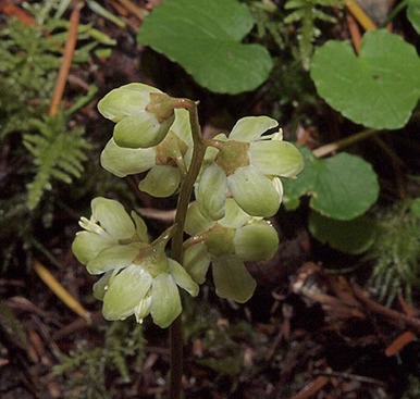 Green-flowered Wintergreen - Pyrola chlorantha